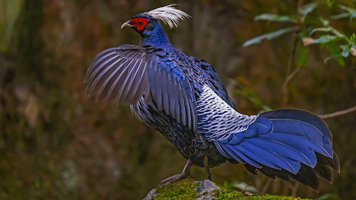 Understanding Pheasant Birds: Habitat, Characteristics, and Survival Patterns